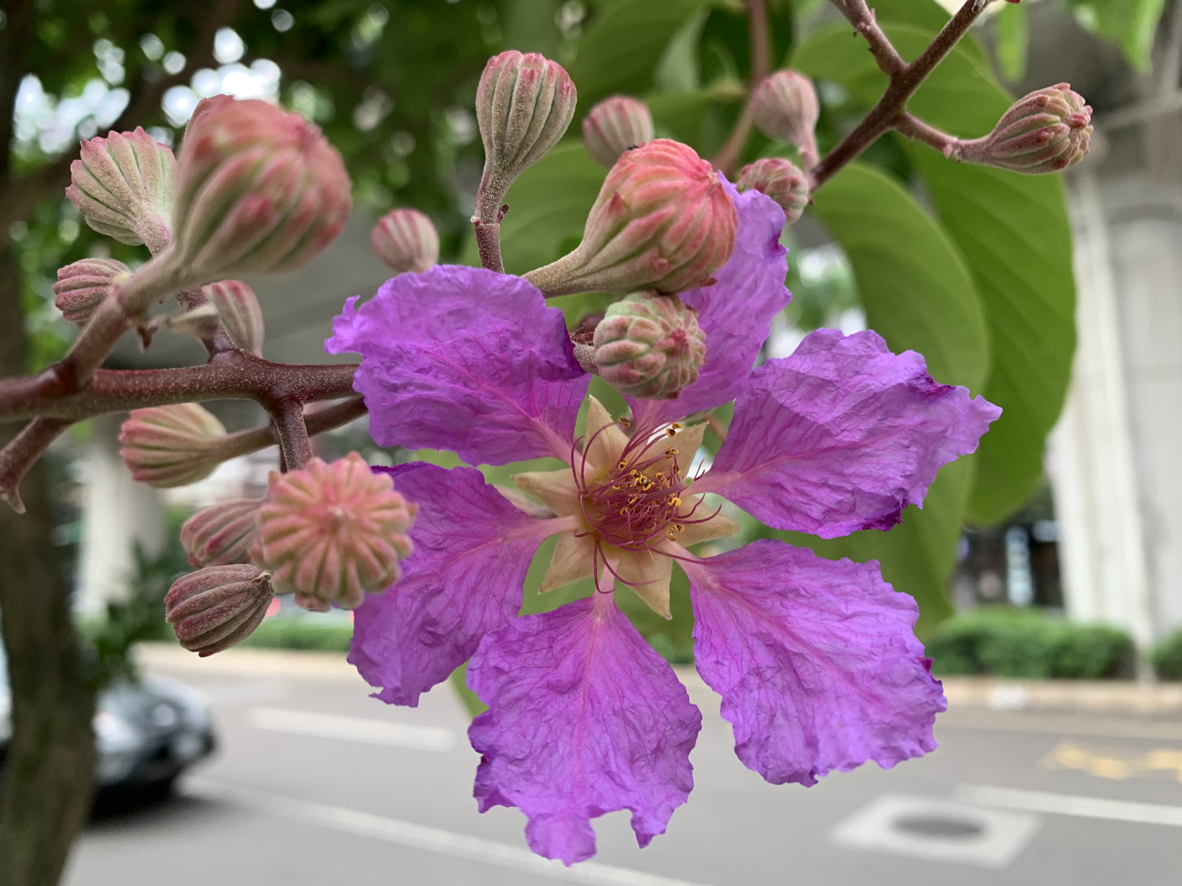 紫薇花种子怎么种 - 花百科